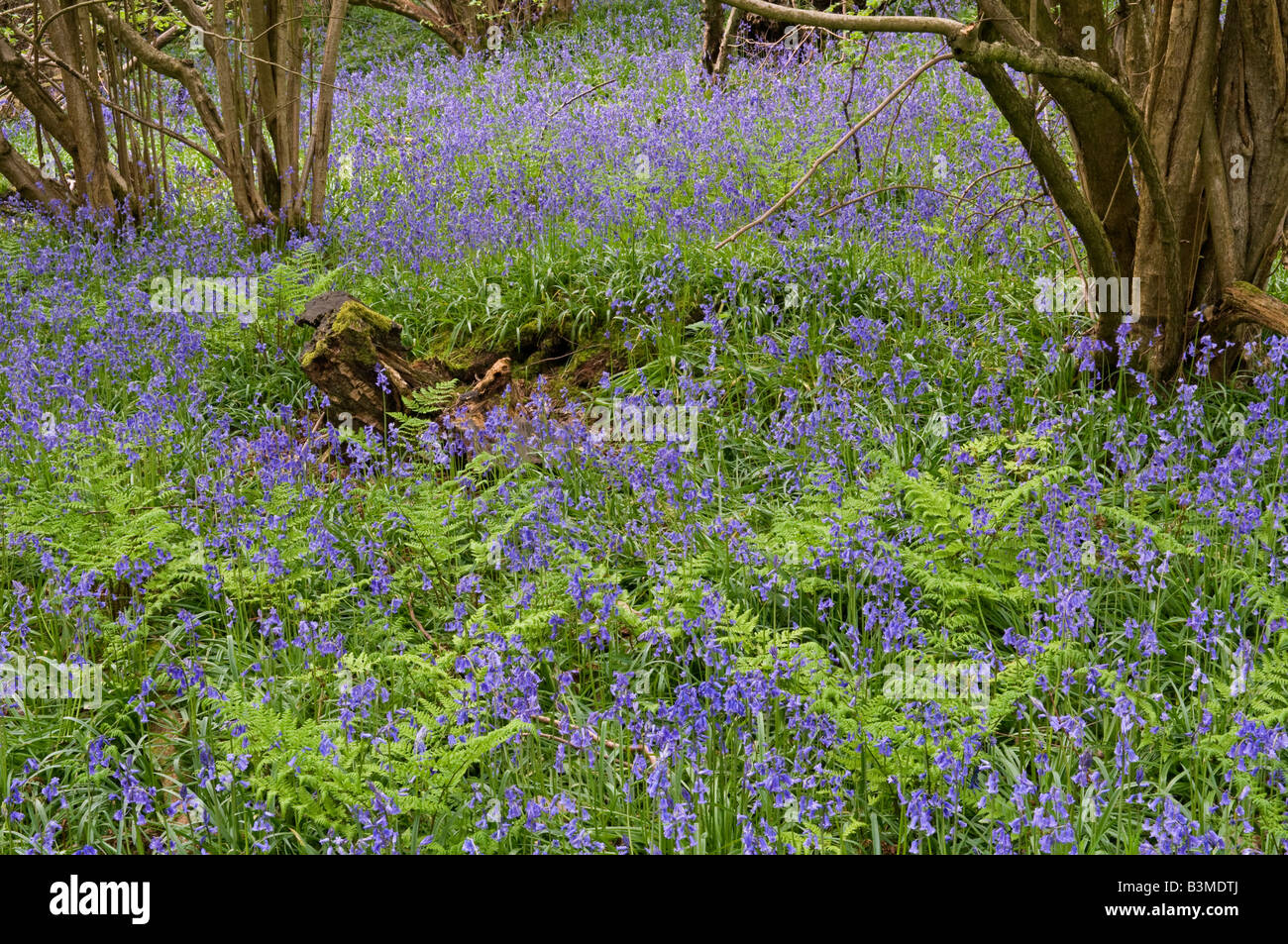 Bluebell: Hyacinthoides non scriptus Stockfoto