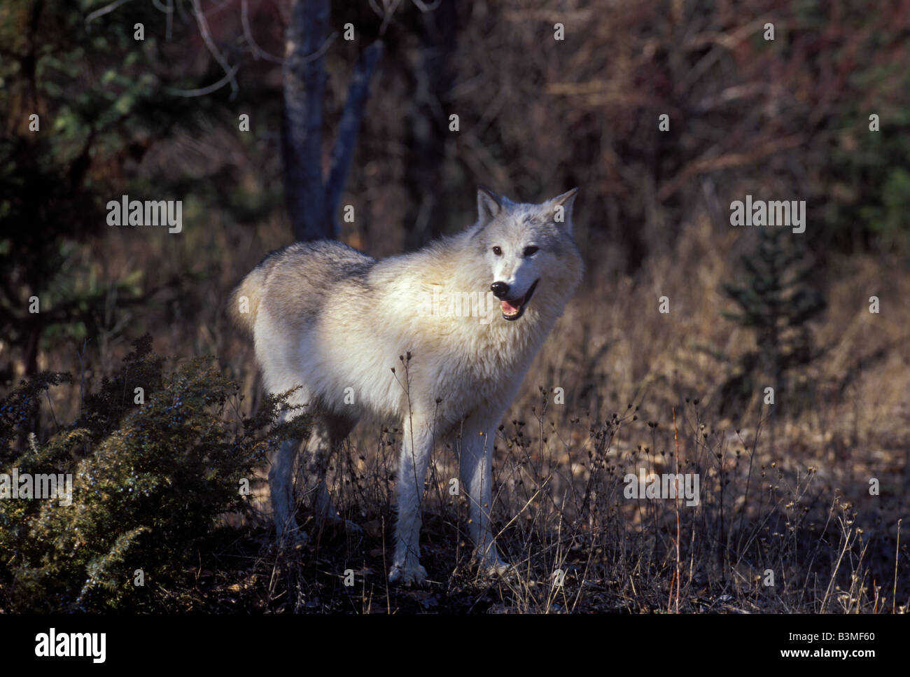 Tundra Wolf Stockfoto