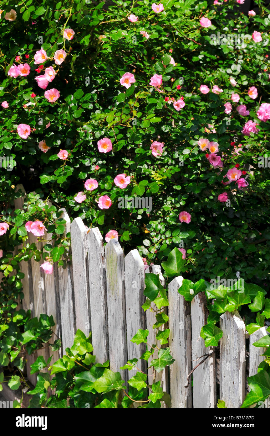 Gartenzaun mit blühenden Rosen und Efeu Stockfotografie - Alamy