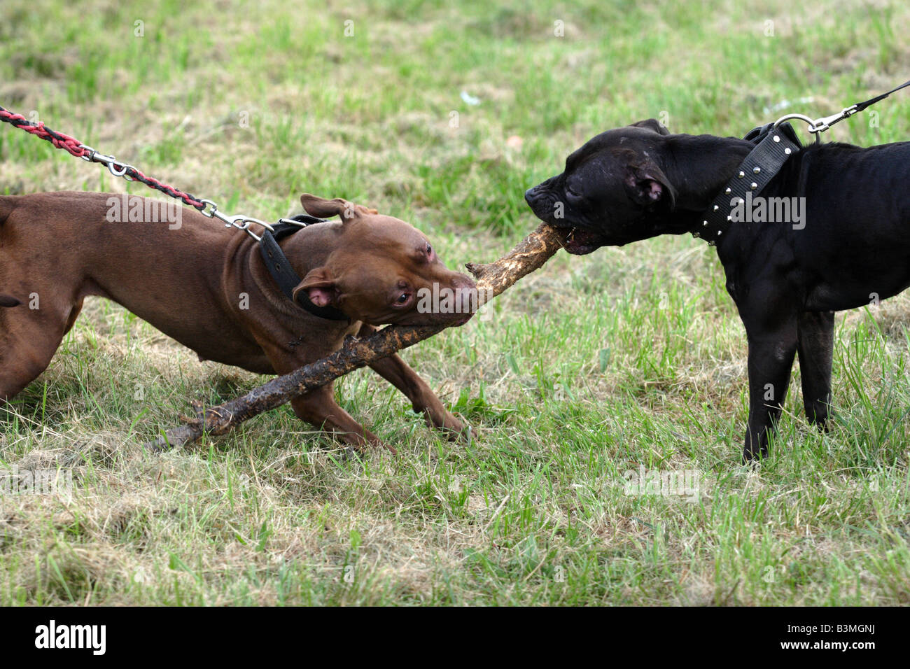 Zwei "Pit Bull" Hunde kämpfen für einen Stick während Pit Bull Show in Zbroslawice, Polen. Stockfoto