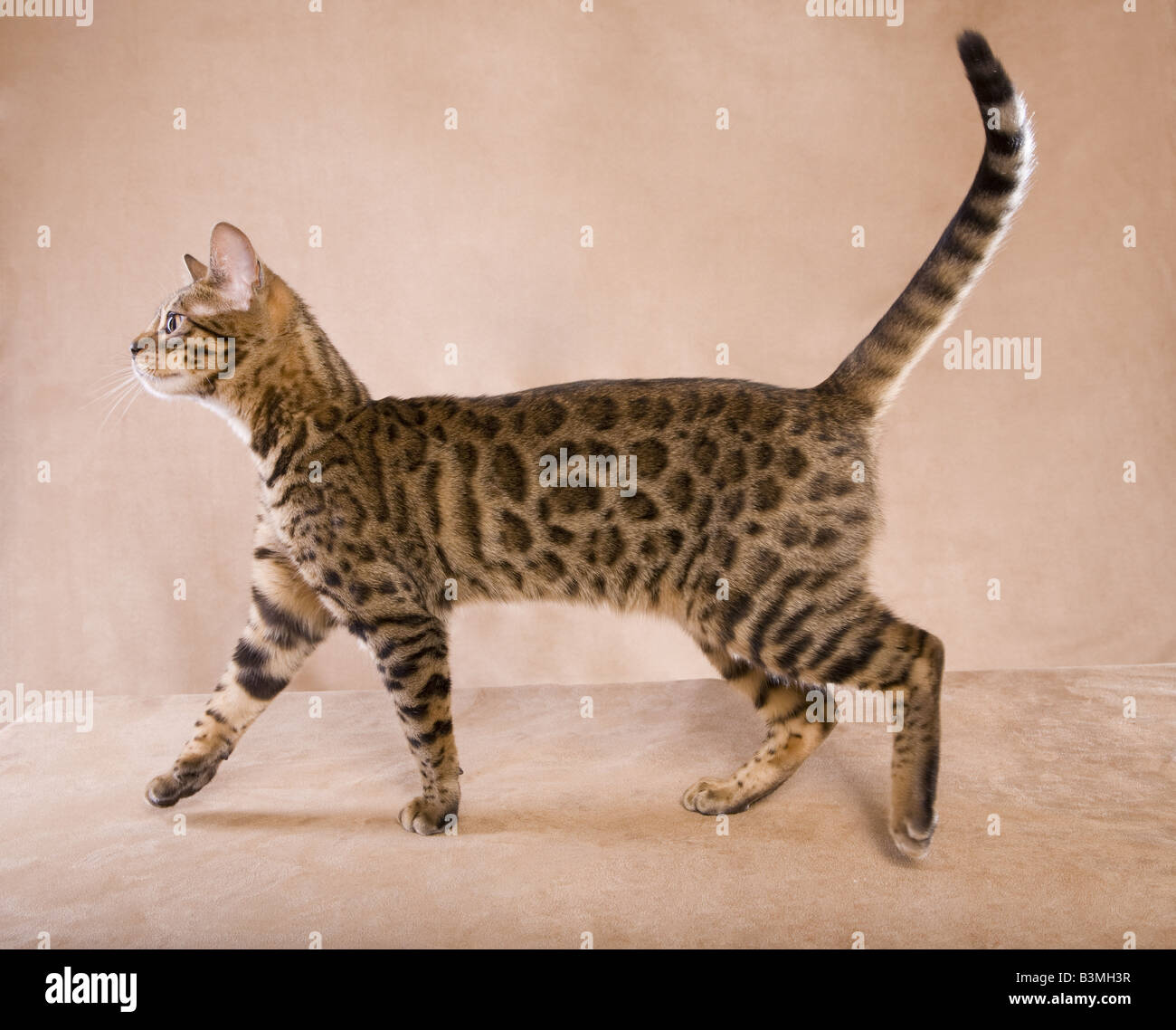 Bengal Kätzchen zu Fuß isoliert auf Tan Hintergrund Stockfoto