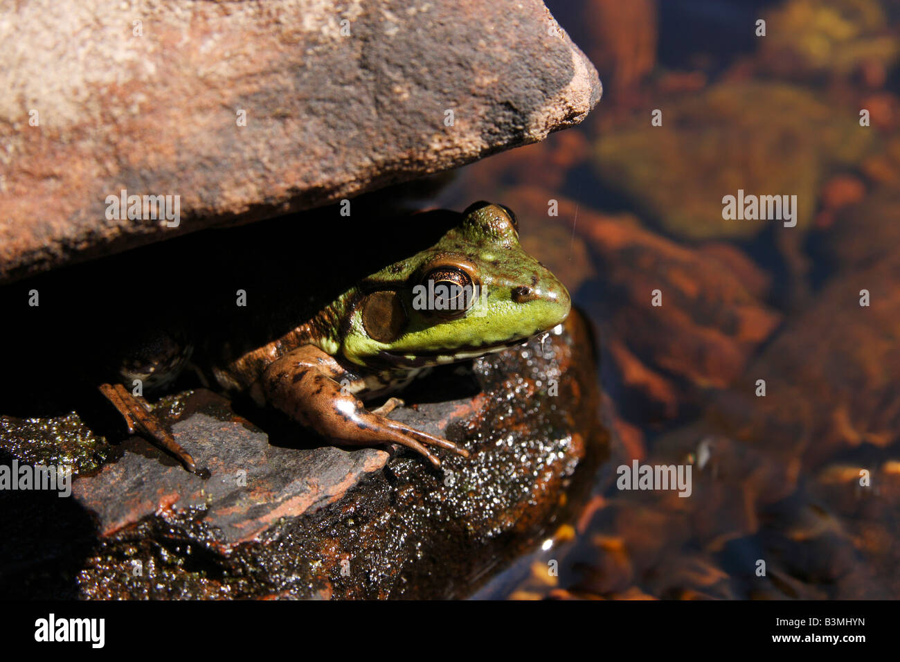 Grüner Frosch Rana clamitans sitzt auf einem Stein Bilder von Fröschen aus der Nähe Niemand keine horizontale in den USA Hi-res Stockfoto