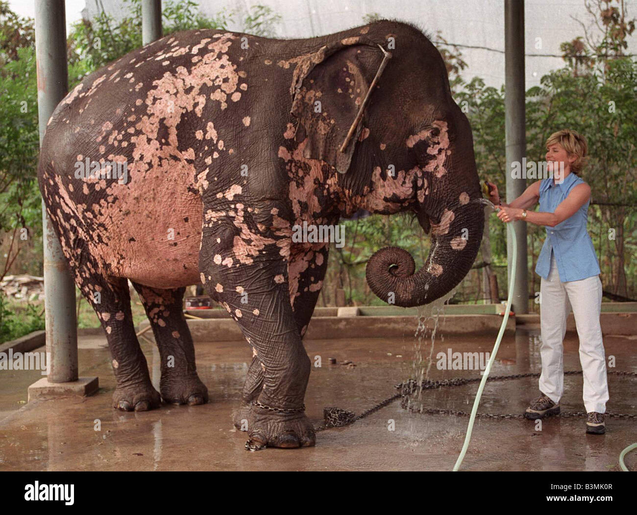 Anthea Turner Februar 2000 TV Moderator Baden ein Elefant mirrorpix Stockfoto