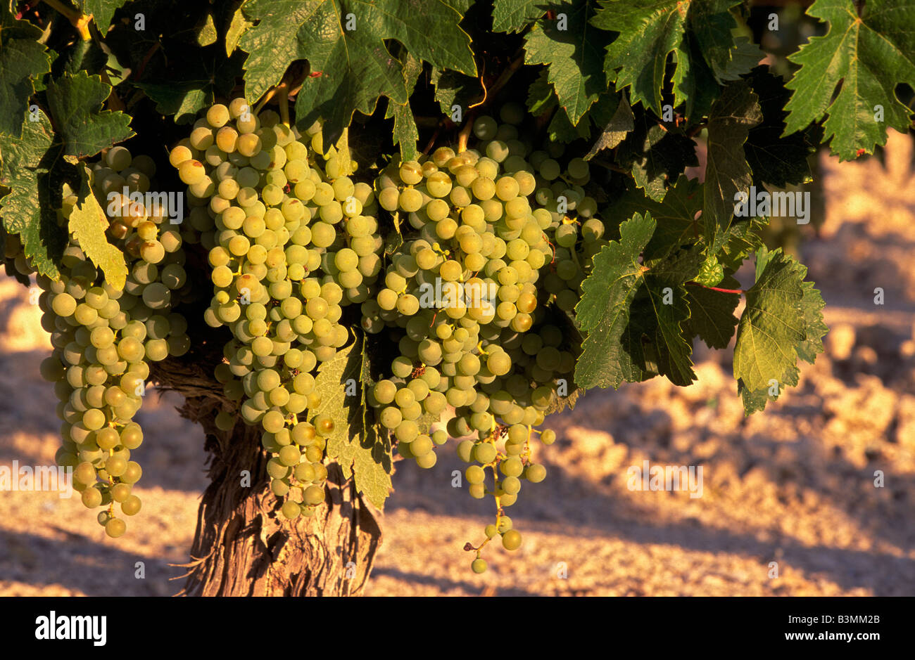 Palomino Fino Grapes Stockfotos und bilder Kaufen Alamy