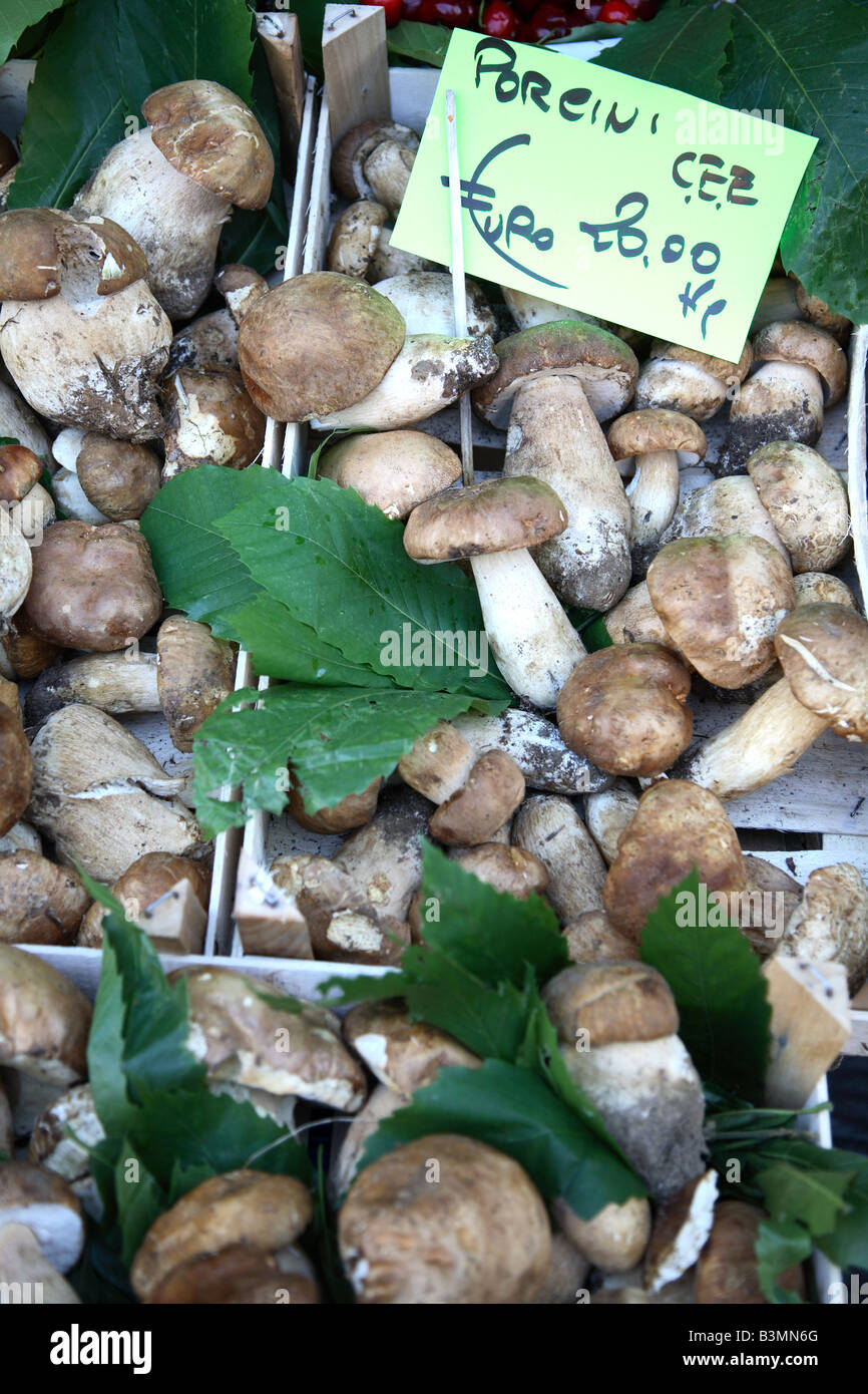 Italien Toskana Pistoia Pilze Steinpilz angezeigt auf einem Straßenmarkt in Pistoia Stockfoto