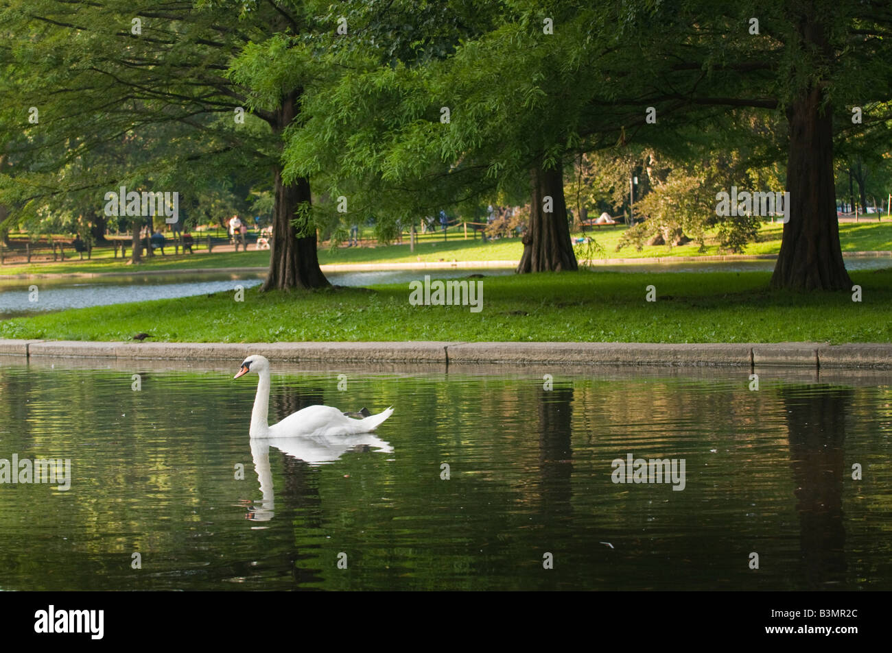 Weites, landschaftsorientiertes Bild eines stummen Schwans, der im See am Boston Common in Boston, Massachusetts, schwimmt Stockfoto