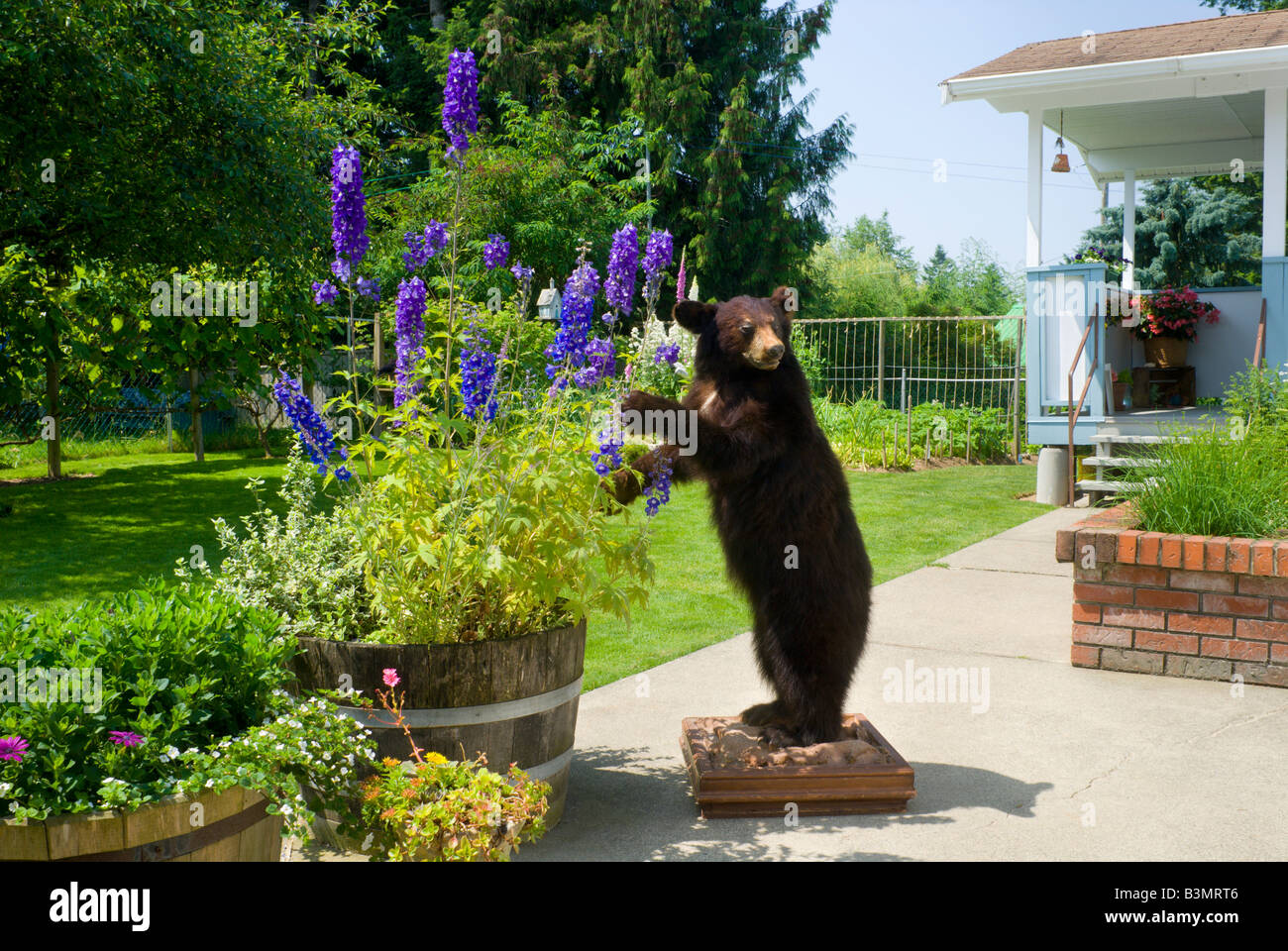 Eine Trophäe gefüllte Zimt farbigen Schwarzbär Ursus Americanus steht in einem Wohngebiet Hinterhof Stockfoto