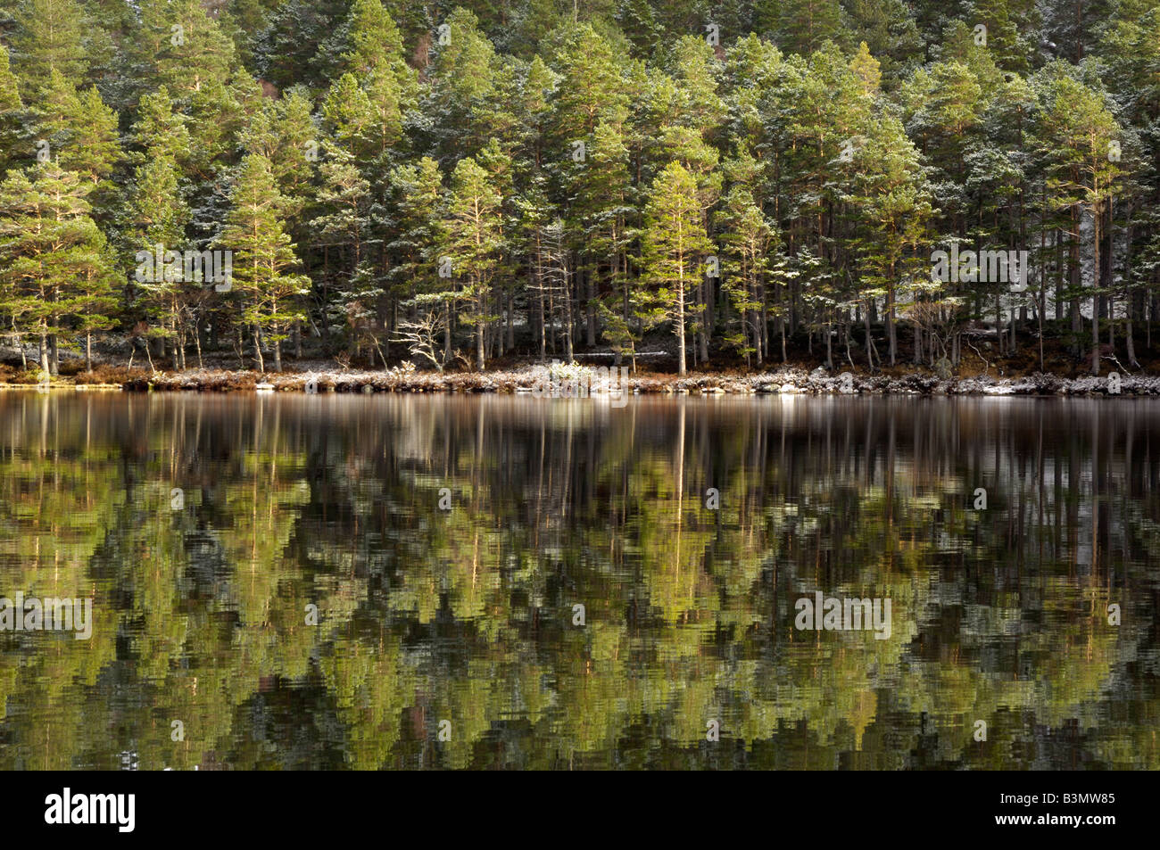 Reflexionen von Scots Kiefern mit Abstauben von Schnee, Loch ein Eilein, in der Nähe von Aviemore, Highlands, Schottland Stockfoto