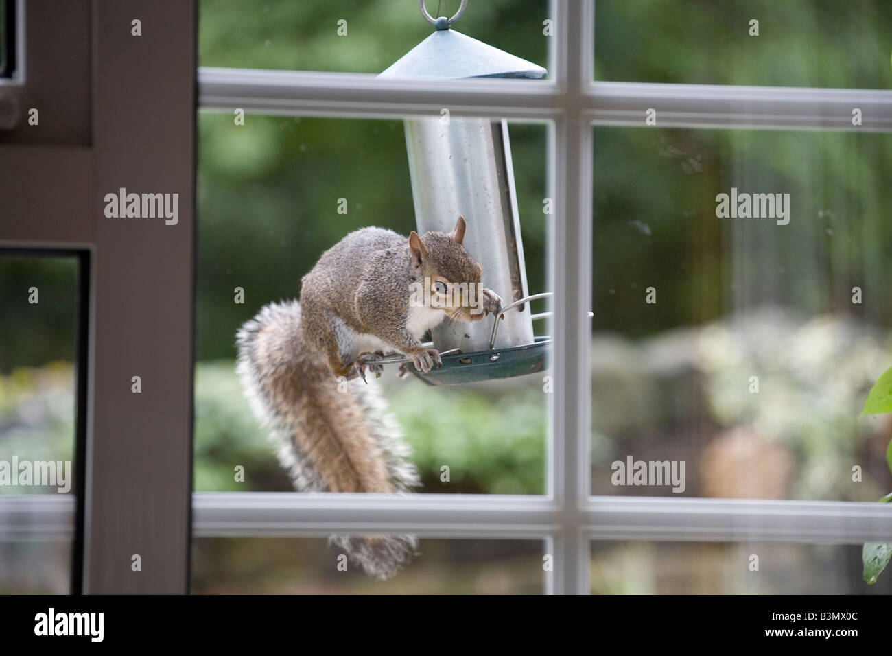 Eichhörnchen füttern auf ein Garten Vogelhaus Stockfoto