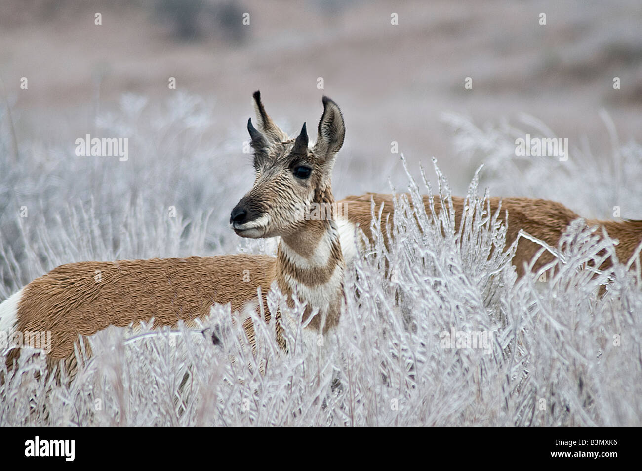 Eissturm Antilope Stockfoto