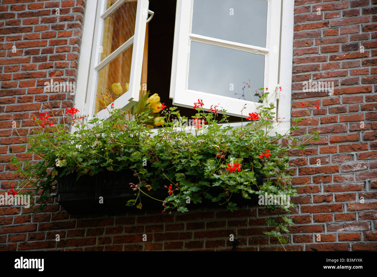 Fenster mit Blumenkasten, Delft, Niederlande Stockfoto