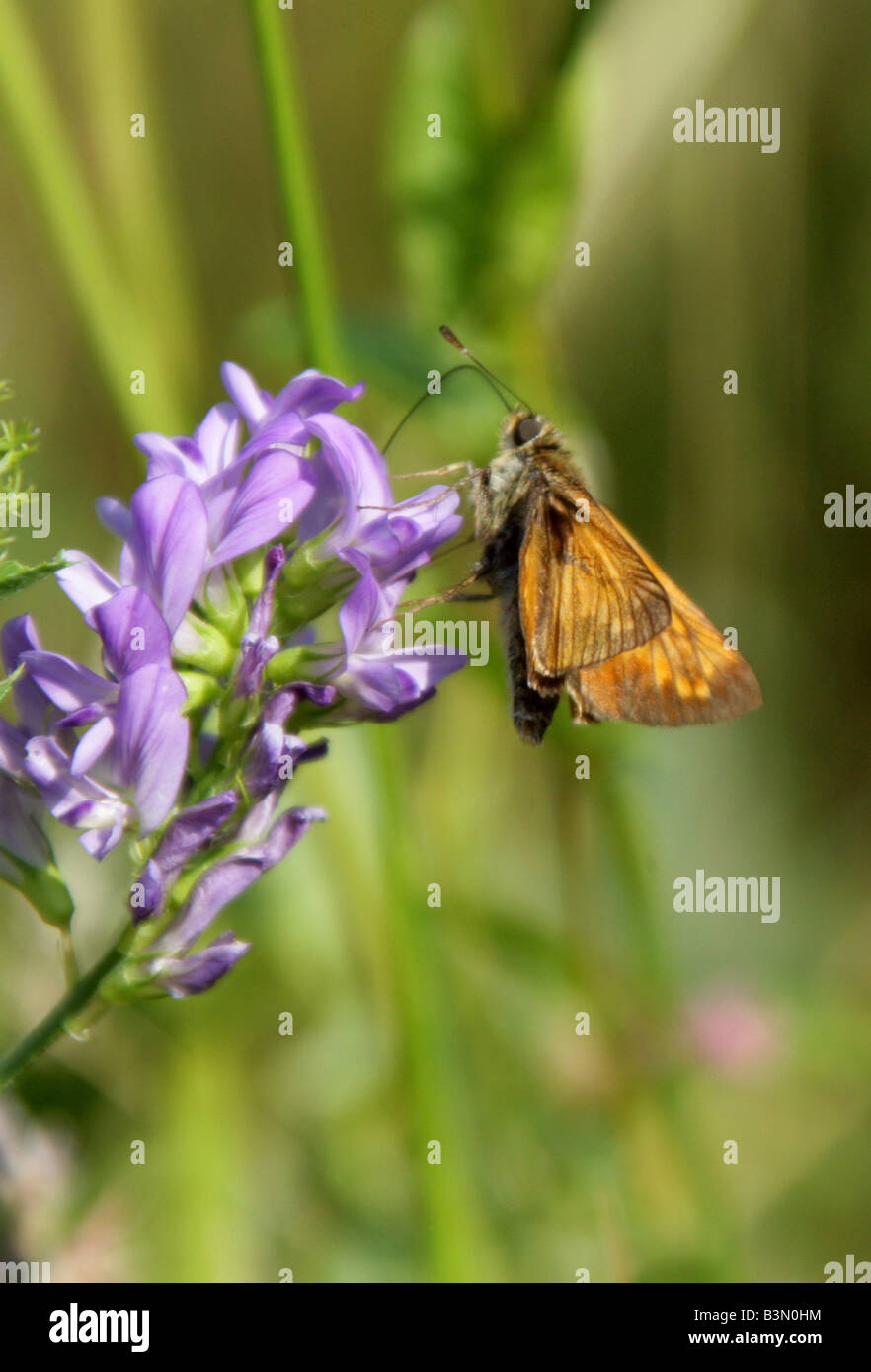 Großen Skipper Butterfly, Ochlodes Sylvanus. Männliche Fütterung auf Vierwaldstättersee, Medicago Sativa. Stockfoto