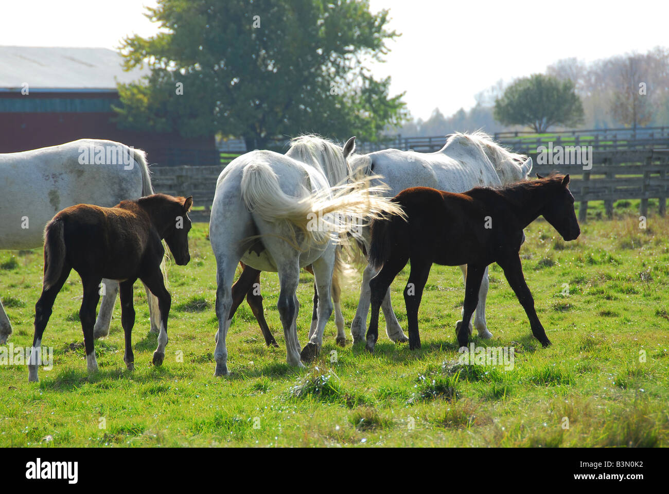 Pferde auf einer Ranch Stuten mit Fohlen Stockfoto