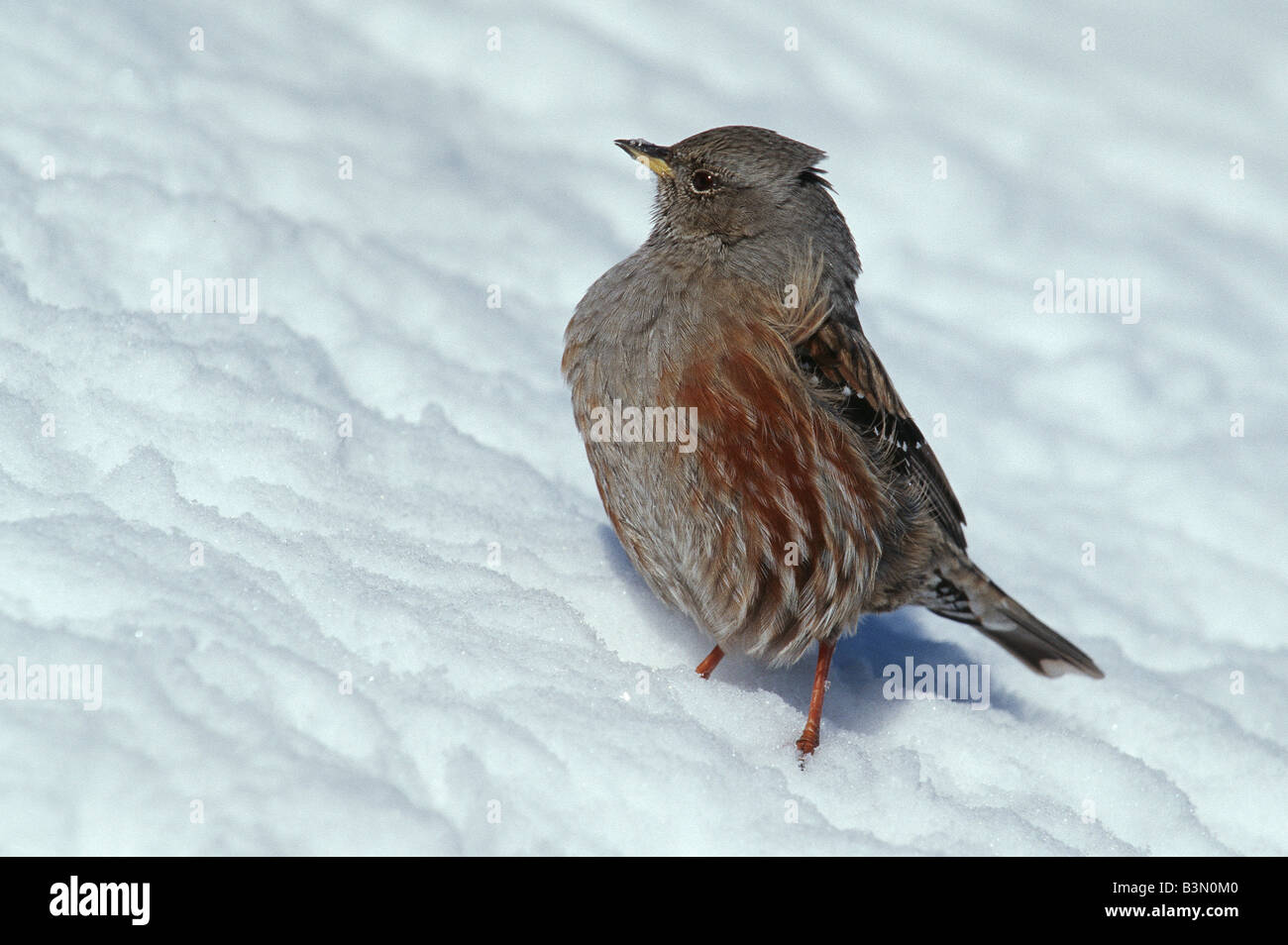 Alpine beobachtet Prunella Collaris Erwachsenen auf Schnee Schweiz Stockfoto
