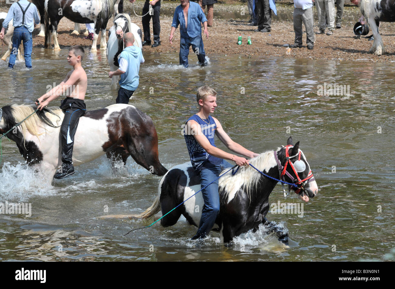 Gypsy jungen Pferde bei Appleby Horse Fair Stockfoto
