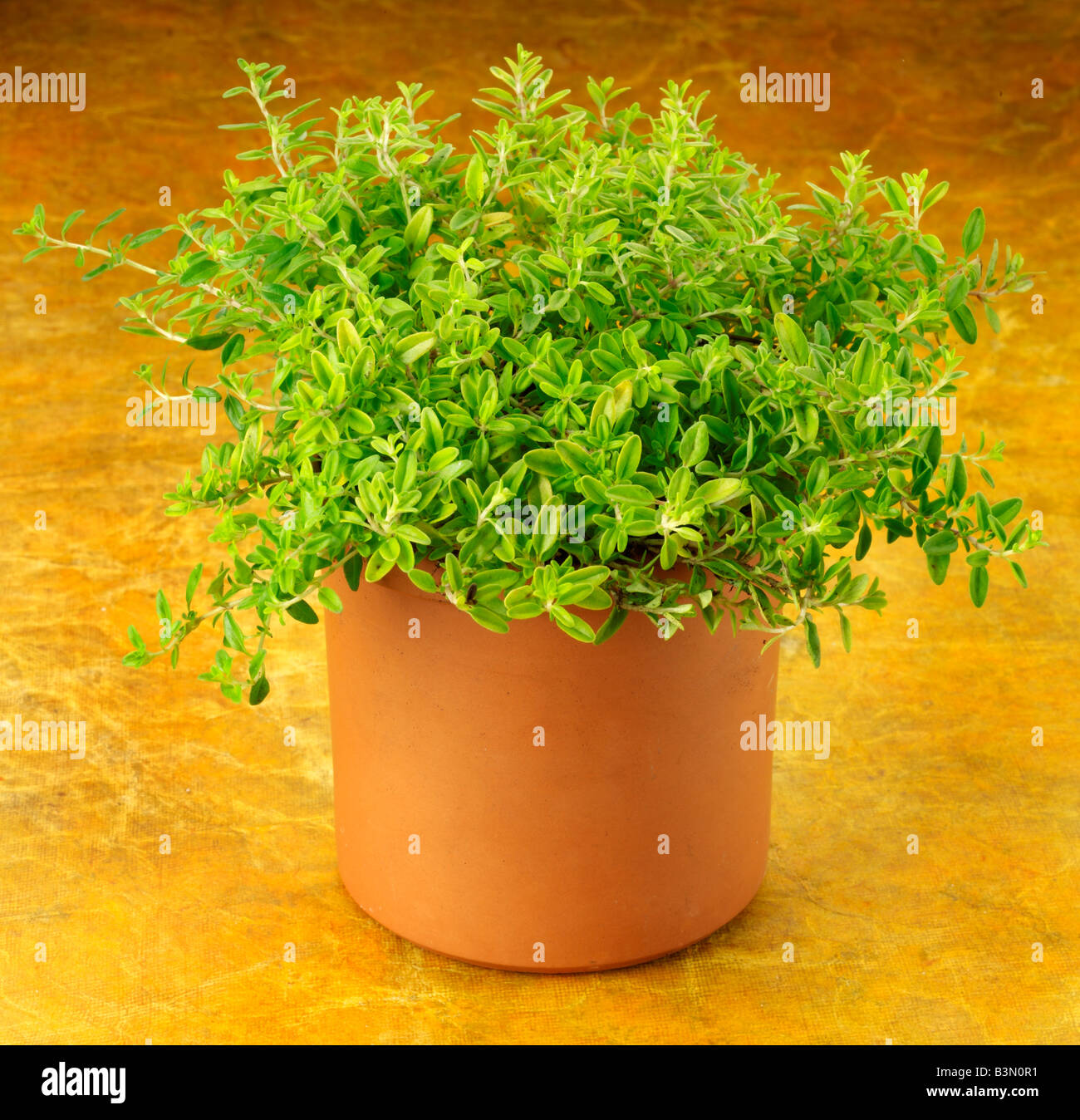 TOPF MIT GOLDENEN THYMIAN-KRAUT Stockfoto