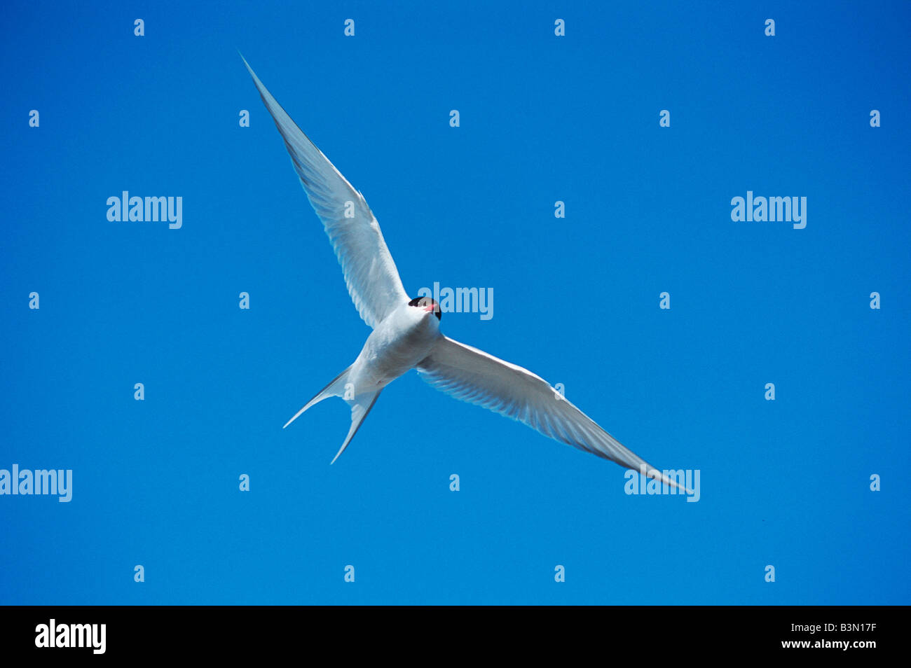 Küstenseeschwalbe Sterna Paradisaea Erwachsenen im Flug Norwegen Arktis Stockfoto