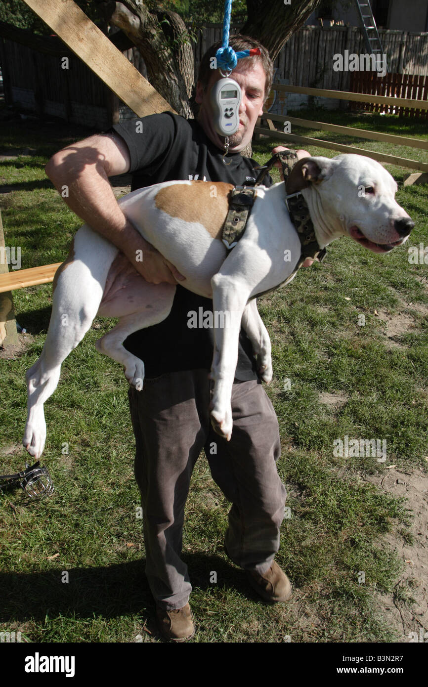 Gewichtung der Pitbulls vor Wettkämpfen während Pit Bull Show in Zbroslawice. Stockfoto