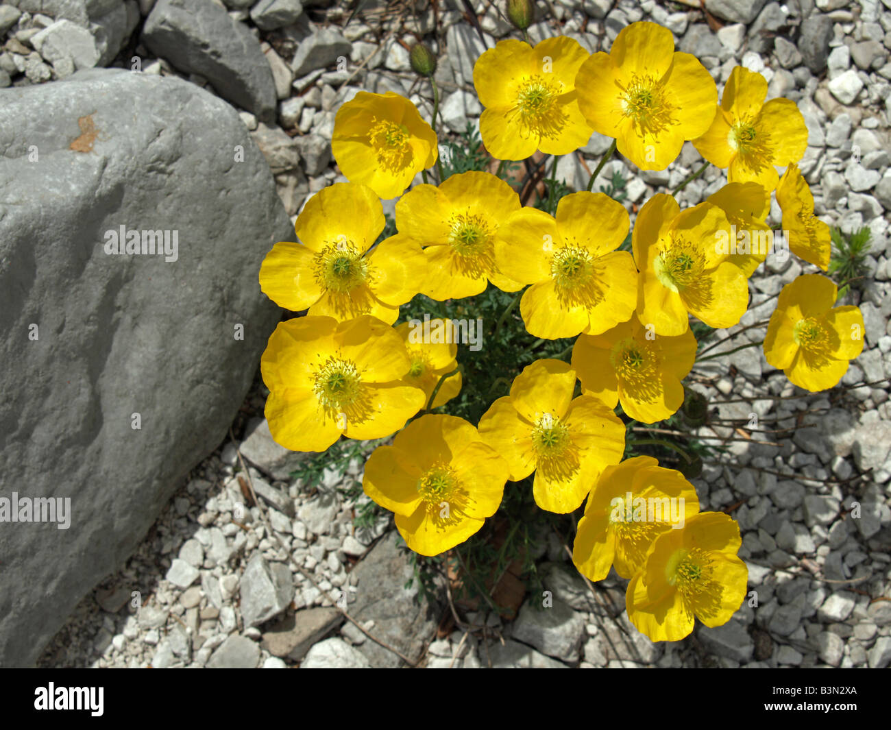 Rhätische Alpen-Mohn / Papaver Alpinum Rhaeticum Stockfoto