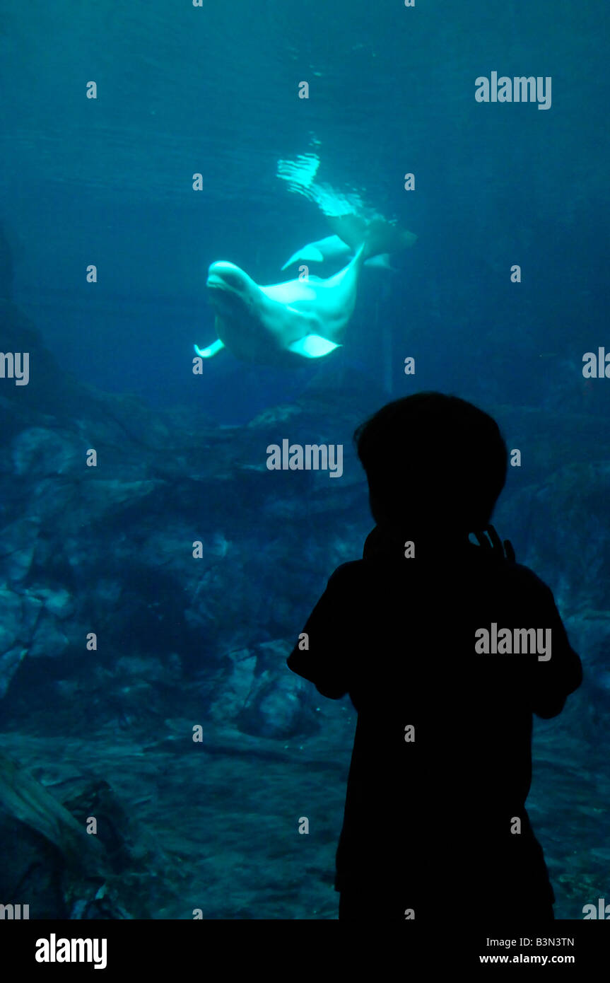 Beluga-Wal Delphinapterus Leucas gefangen Stockfoto