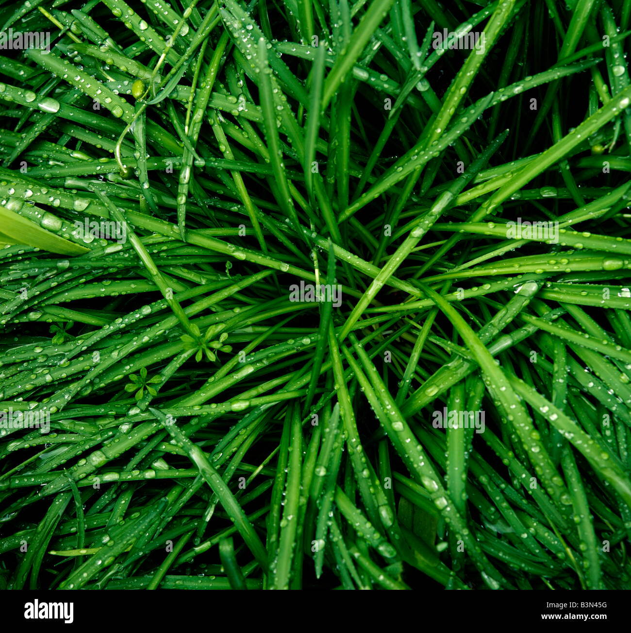 Wassertropfen auf Grashalmen, Nahaufnahme Stockfoto