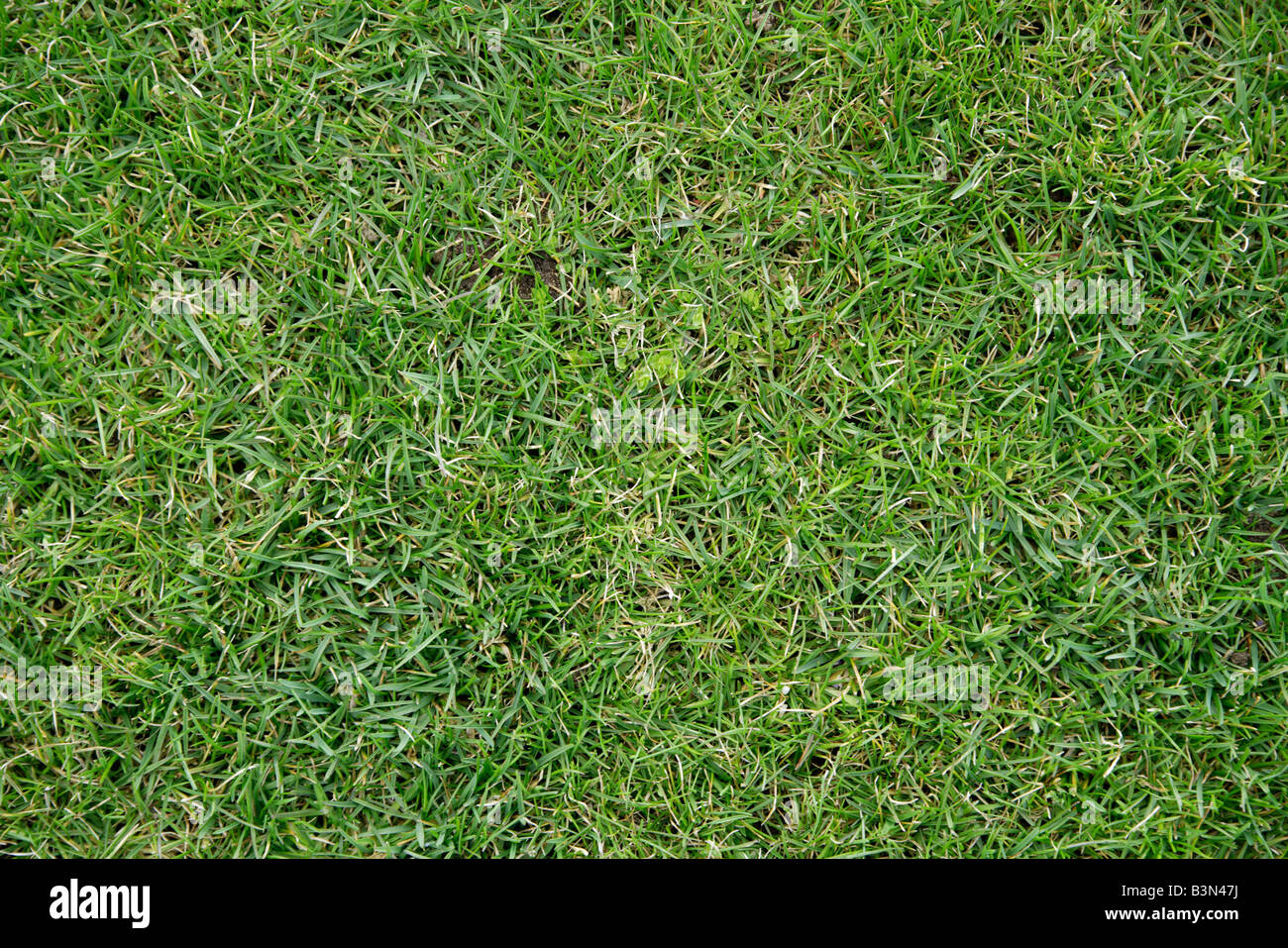 Fußball pitch Rasen, Nahaufnahme Stockfoto