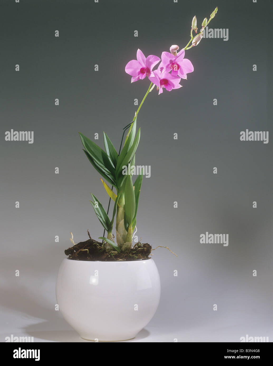 Dendrobium phalaenopsis -Fotos und -Bildmaterial in hoher Auflösung – Alamy