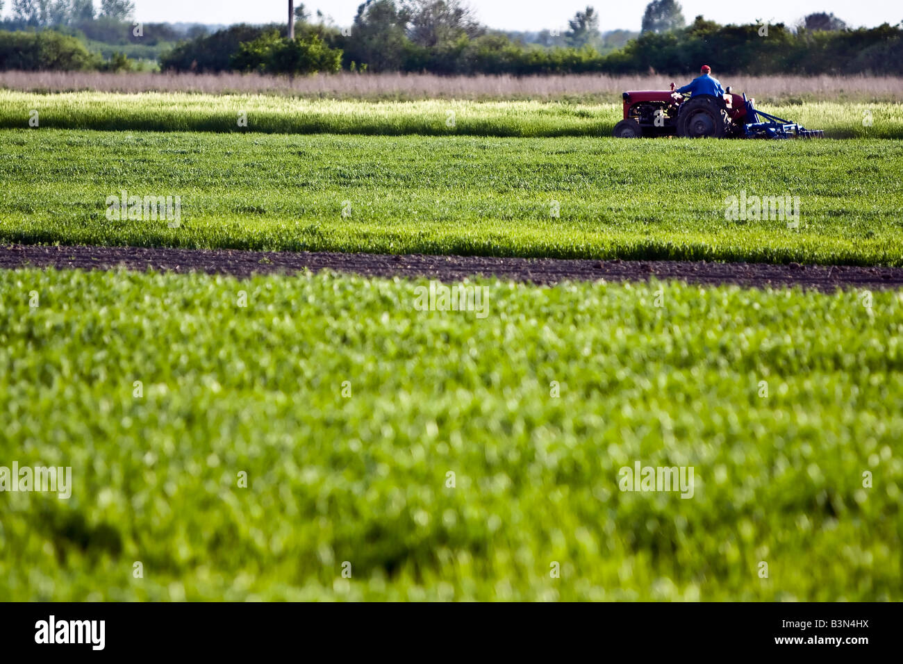 Landwirt mit Traktor auf einer landwirtschaftlichen Arbeiten im Frühjahr Stockfoto