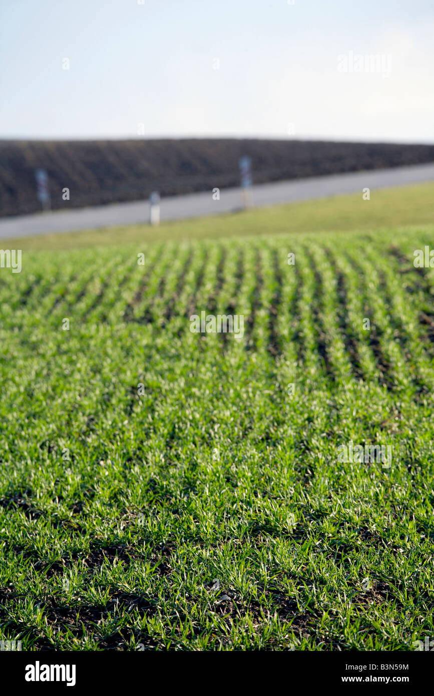 Weizenfeld (Triticum Aestivum) Stockfoto