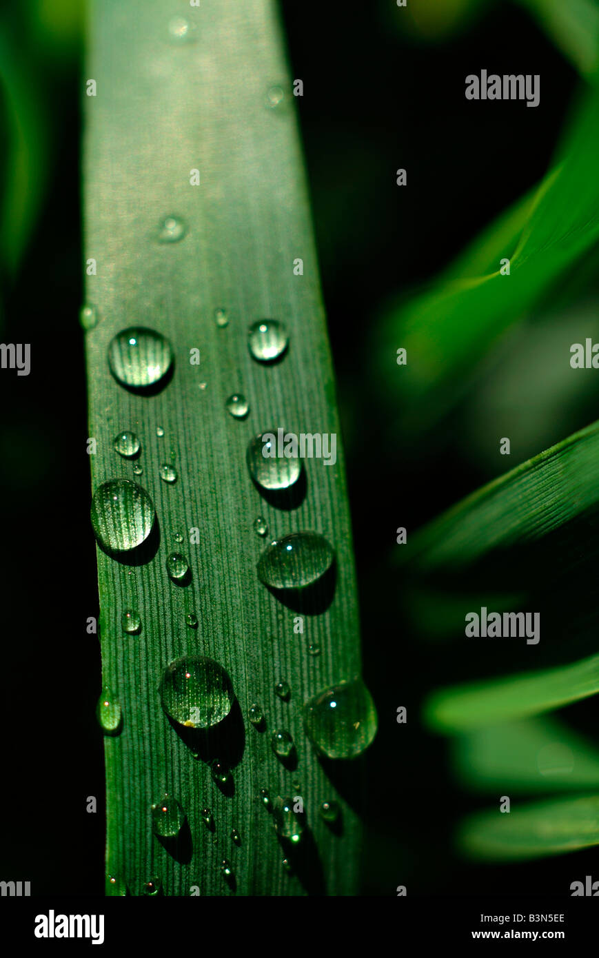 Tautropfen auf Weizen (Triticum Aestivum), Nahaufnahme Stockfoto