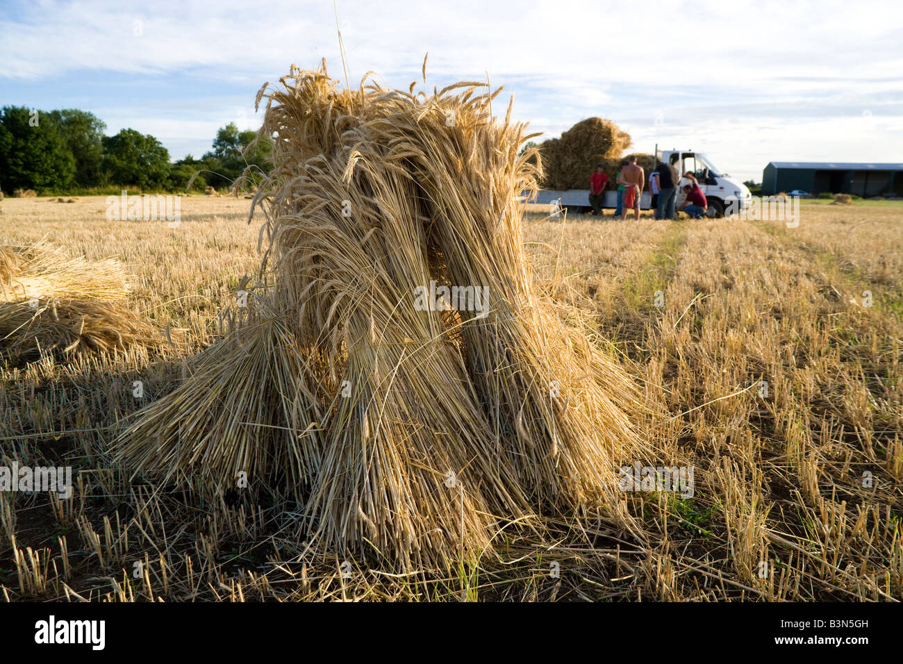 Oxfordshire Weizenfeld mit der speziellen lange stemmed Ernte, Trocknung in Garben oder Stooks für den Einsatz als Dach Thatch. Stockfoto