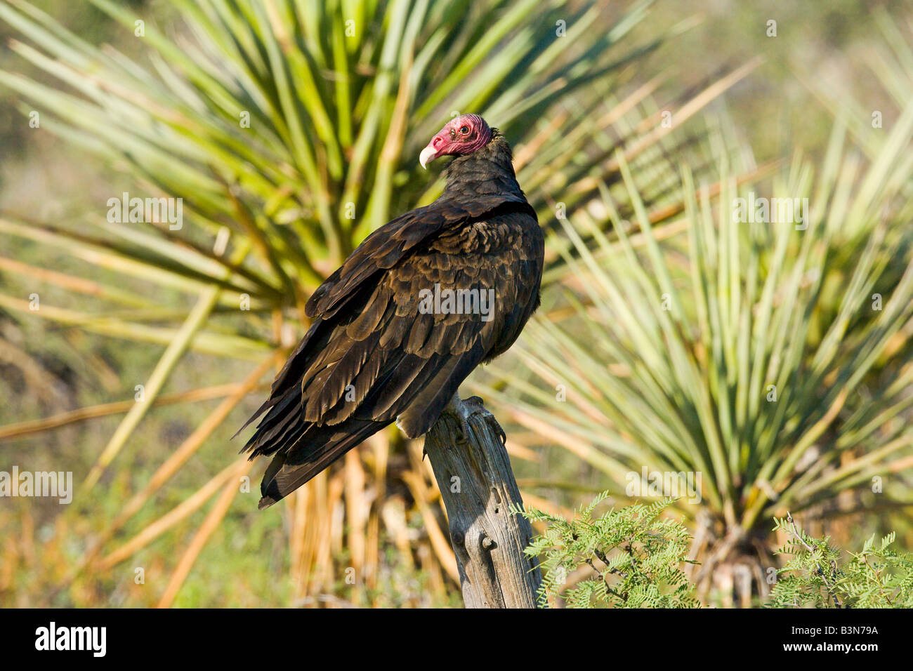 Türkei-Geier Cathartes Aura Del Rio Texas USA 10 August Erwachsenen Cathartidae Stockfoto