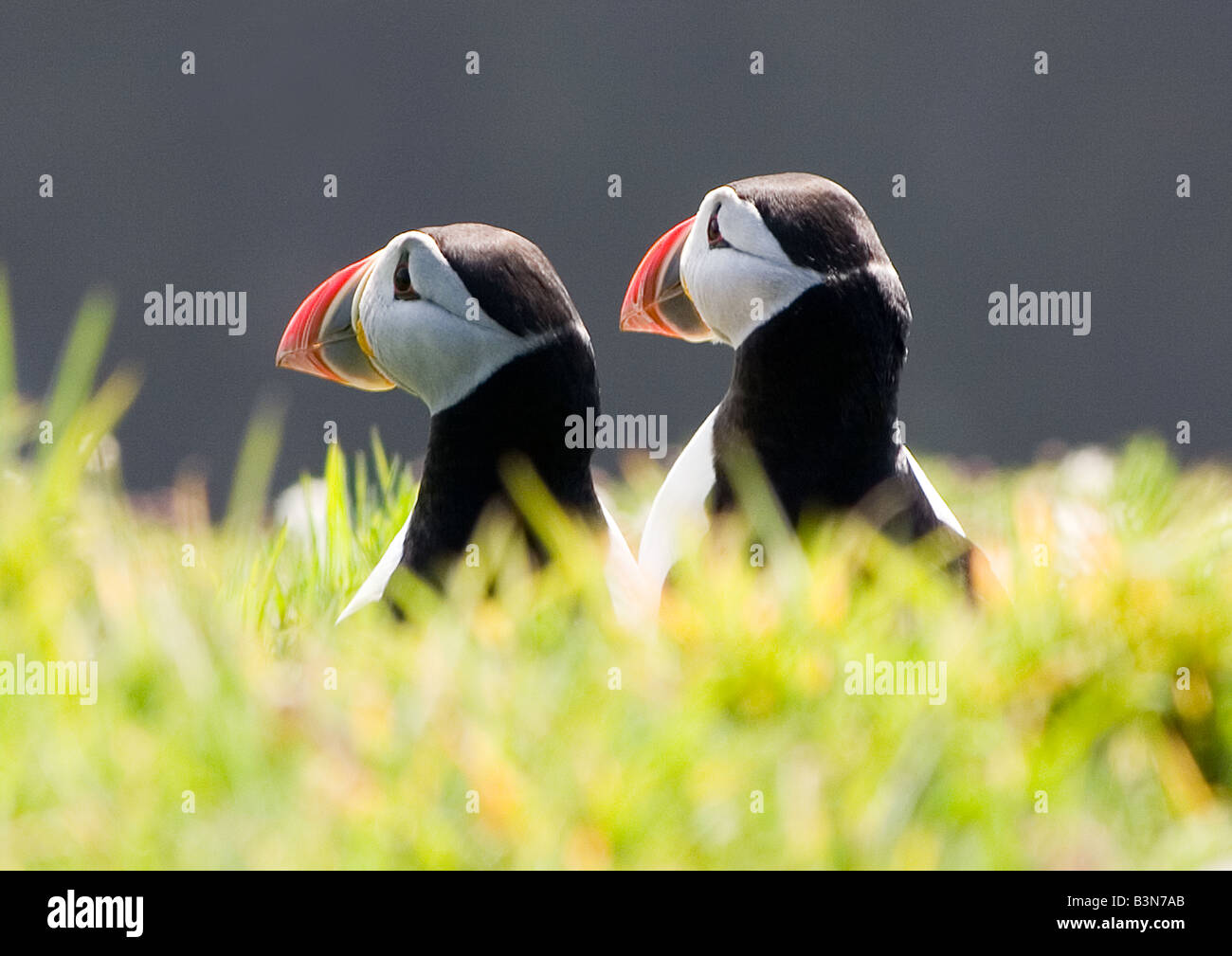 Papageientaucher auf Skomer Island Stockfoto