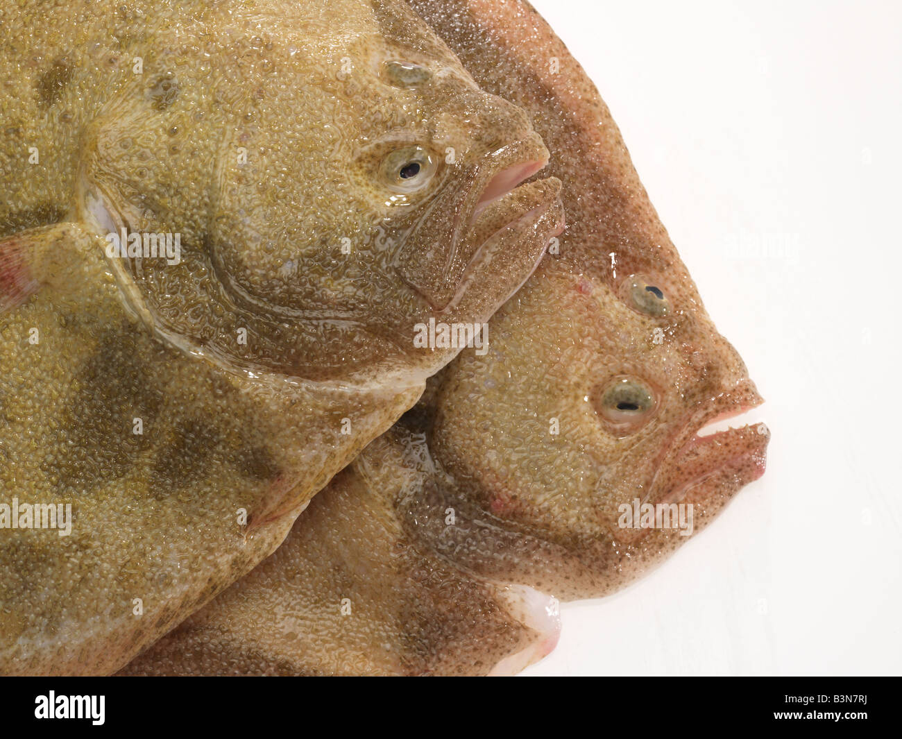 2 Turbot fish Stockfoto