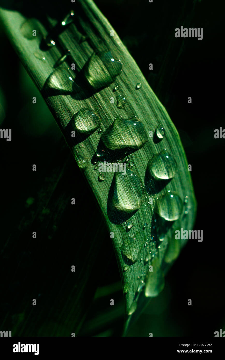 Tautropfen auf Weizen (Triticum Aestivum), Nahaufnahme Stockfoto