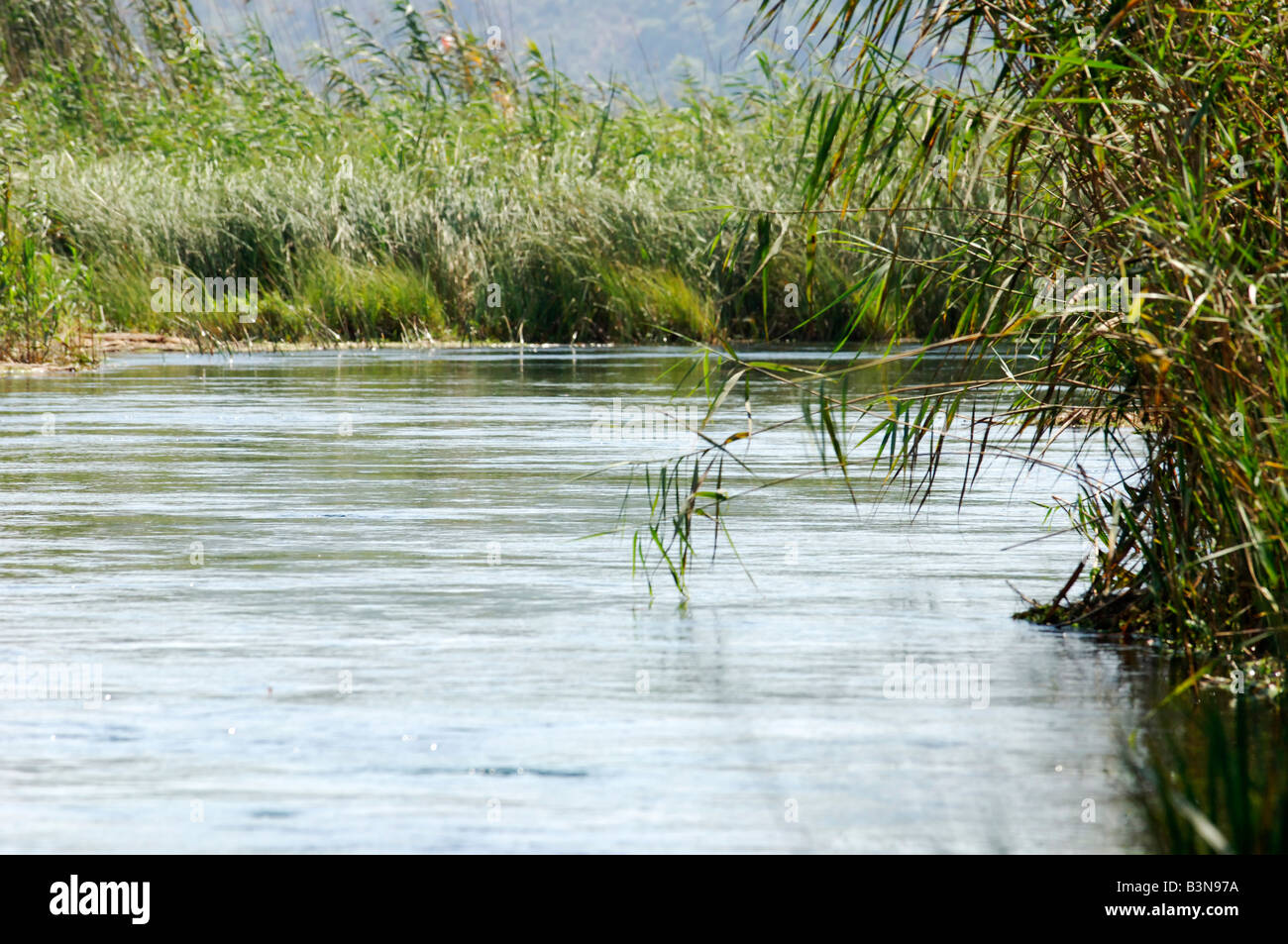 Eine fließende Fluss und einige Schilfgürtel in der Türkei Stockfoto