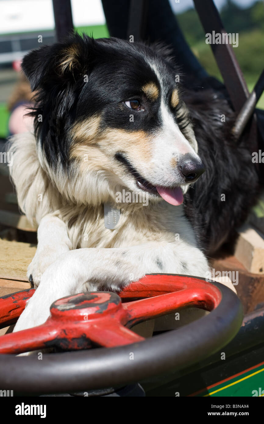 Tricolor Border Collie Gebrauchshund mit Zunge heraus halten eine Rad sitzt auf einem alten Dampftraktor Stockfoto