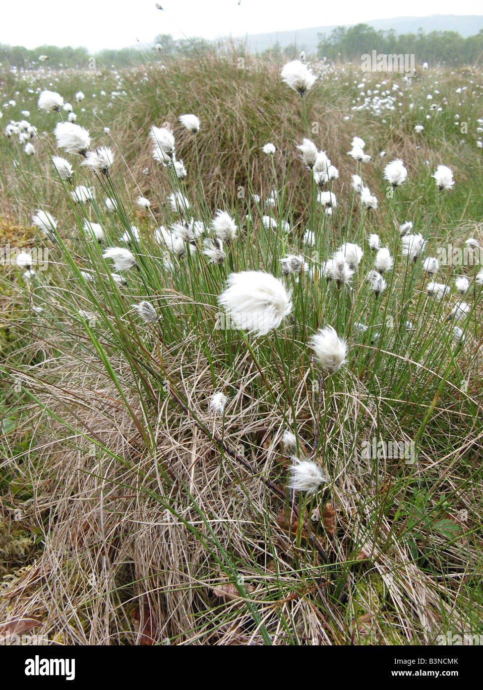 GEMEINSAMEN WOLLGRAS Eriphorum Latifolium ist die häufigste der Baumwolle Gräser Stockfoto
