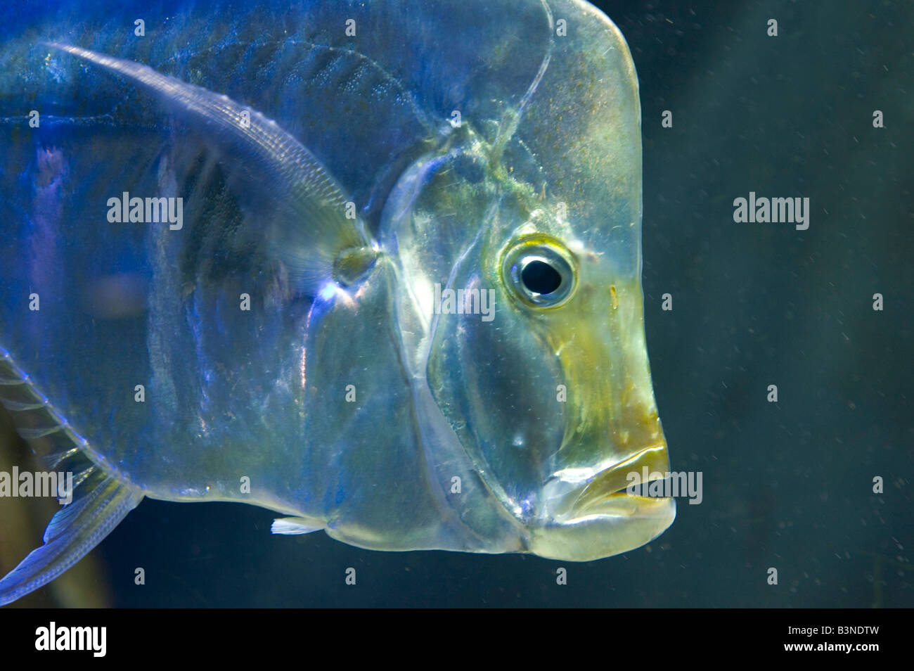 Lookdown Fisch (Selene Vomer), Nahaufnahme Stockfoto