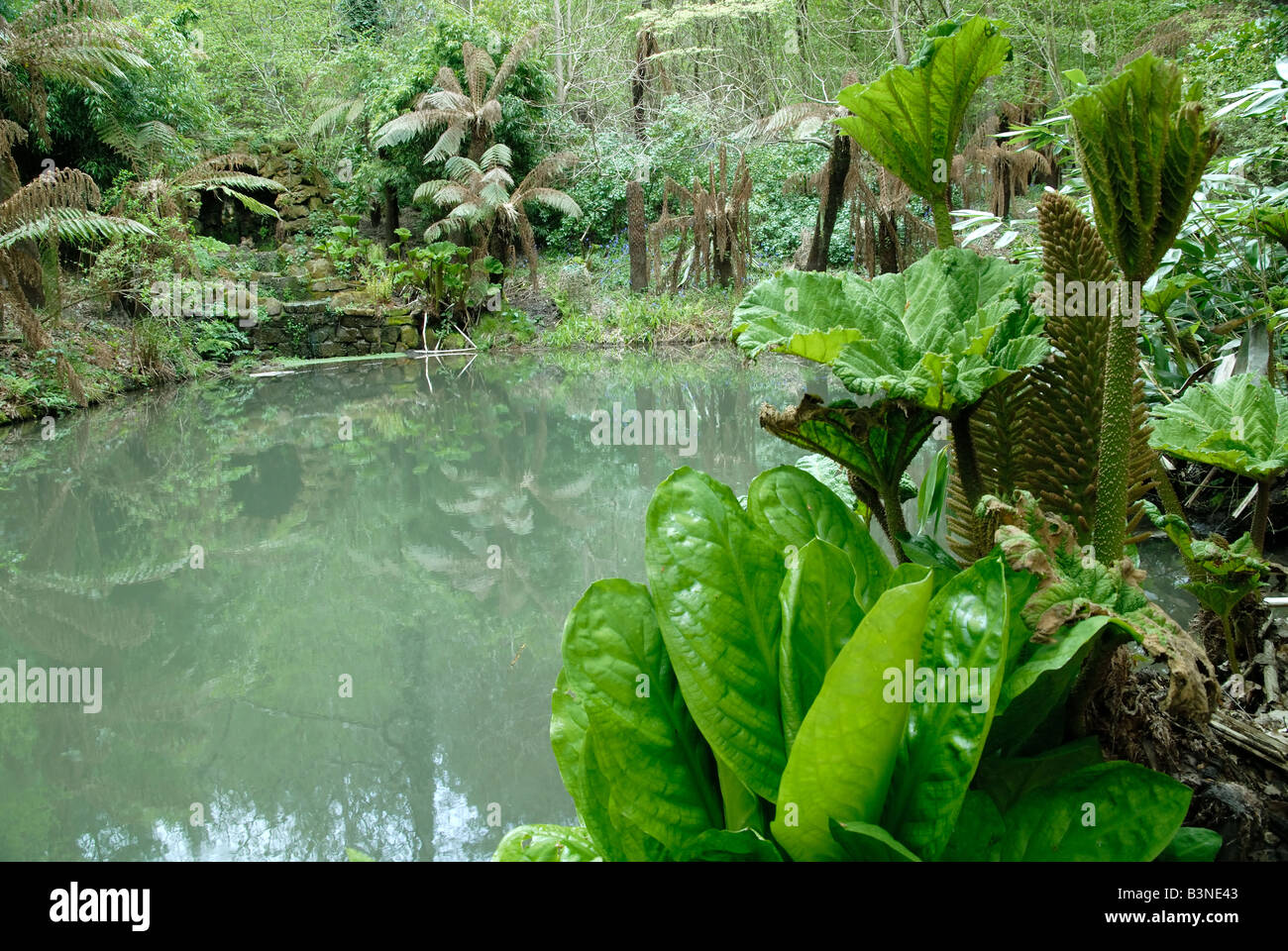 Ein Teich im Zauberwald, Groombridge Place, Kent Stockfoto