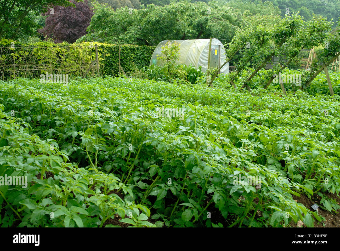 Der Gemüsegarten im Barnsdale Gardens in Rutland Stockfoto