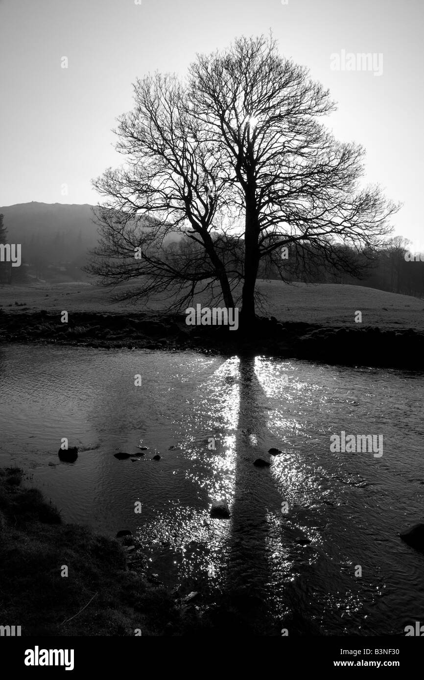 monochrome Landschaft mit Baum im Morgengrauen auf dem Fluß Brathay cumbria Stockfoto