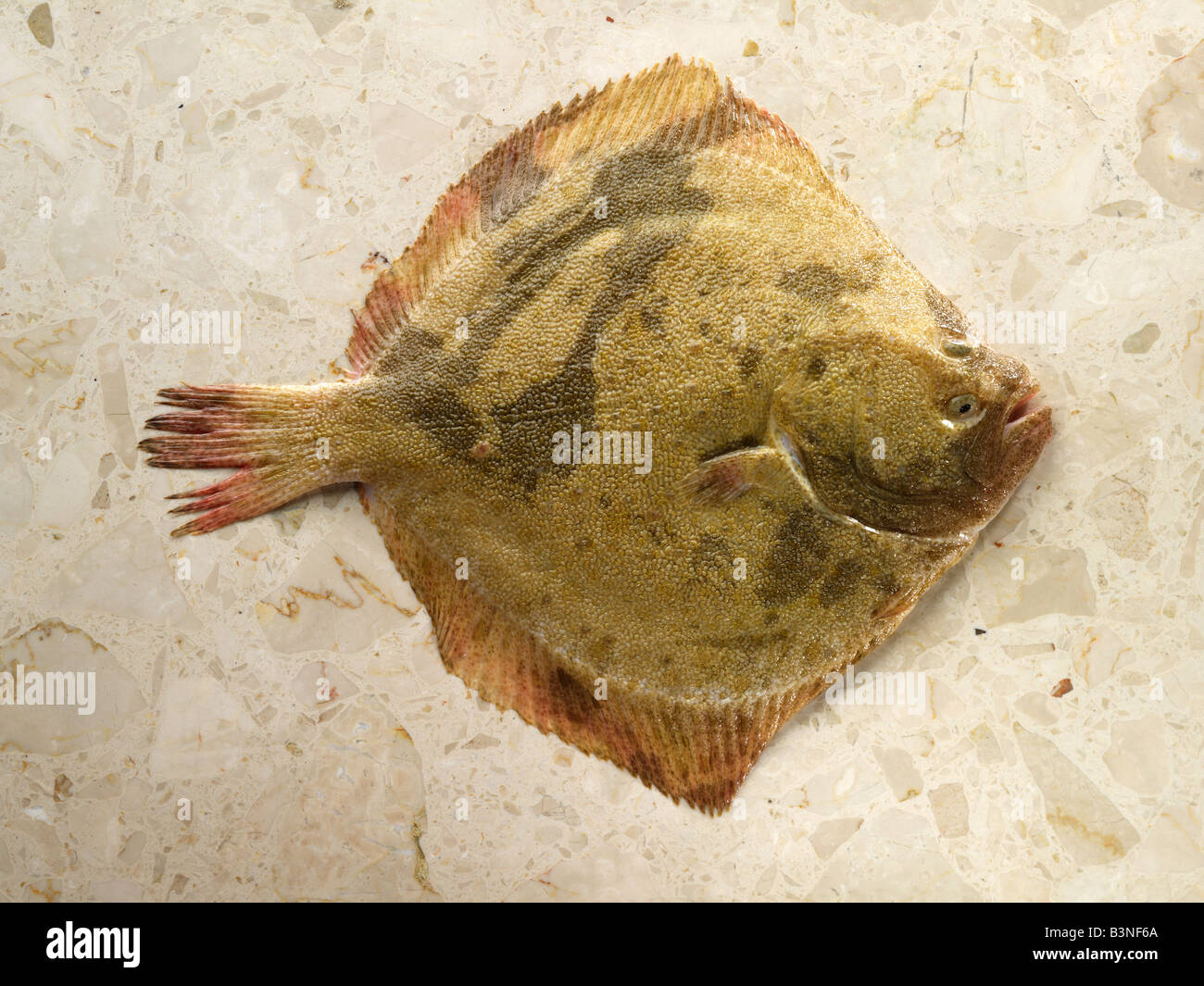 Turbot Fish auf Marmor Stockfoto