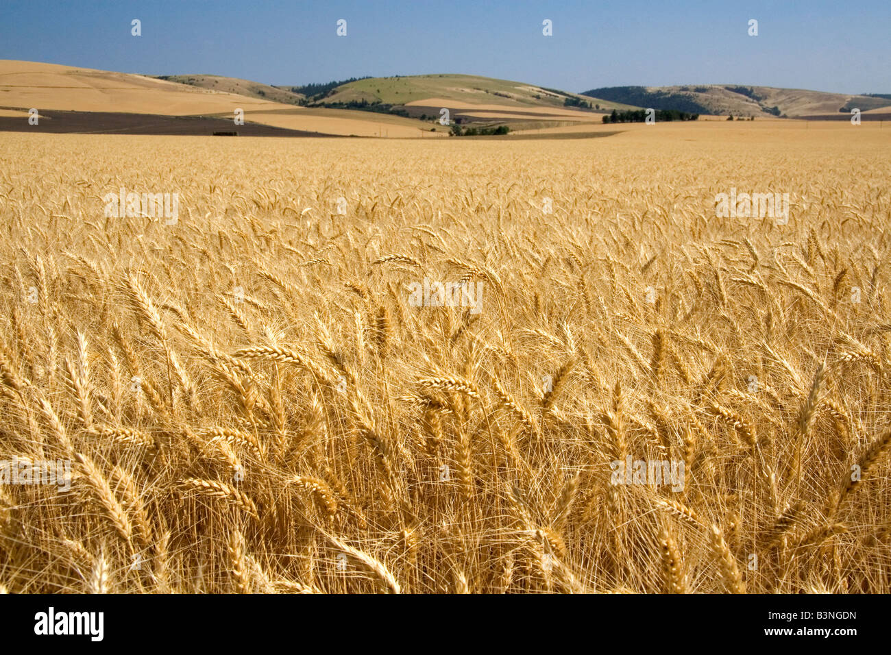 Reife Weizenfeld in der Nähe von Milton Freewater Oregon Stockfoto