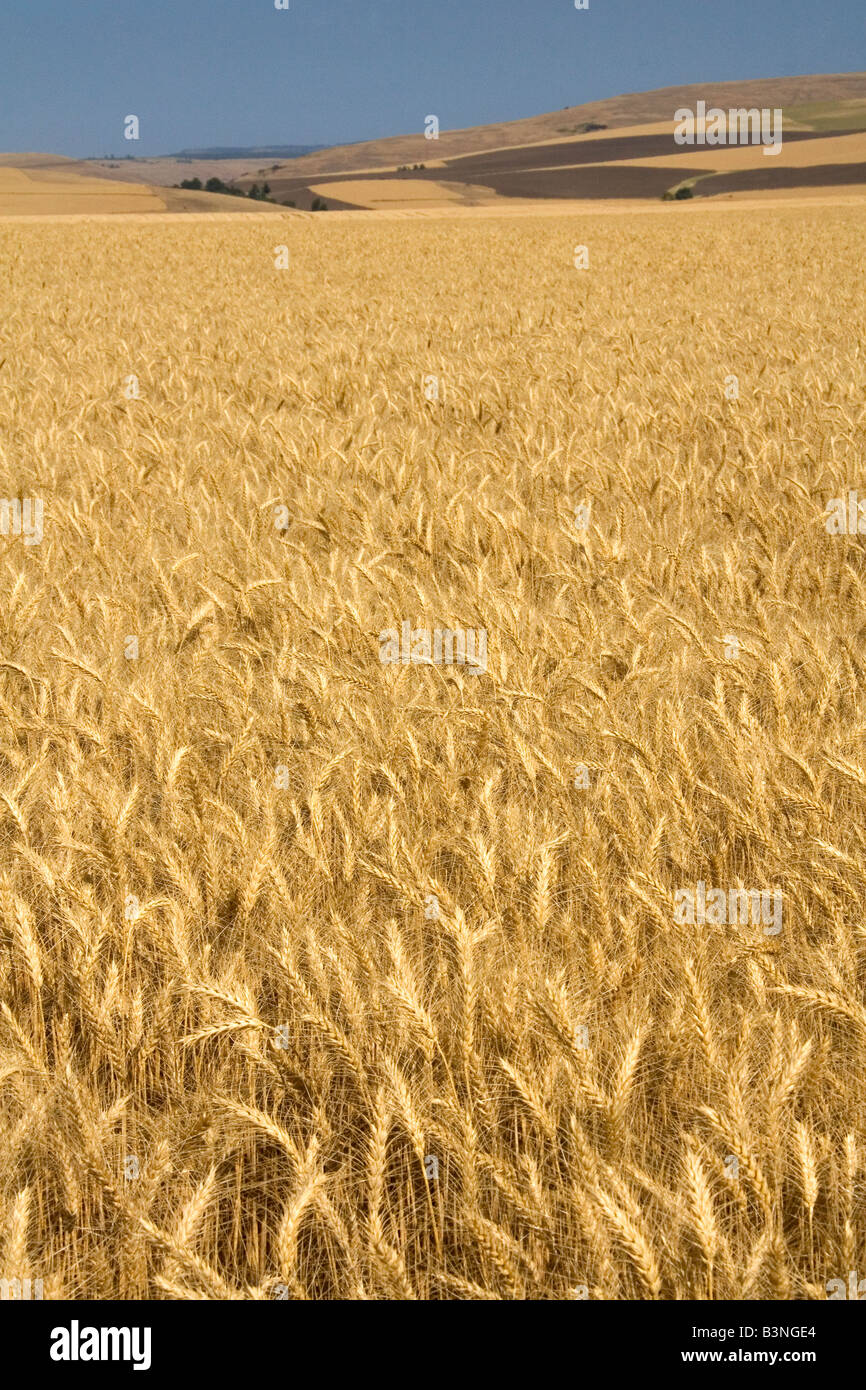 Reife Weizenfeld in der Nähe von Milton Freewater Oregon Stockfoto