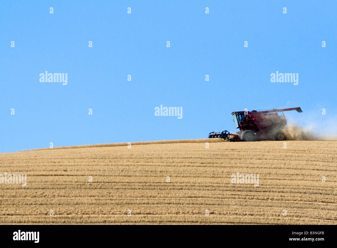 Kombinieren Sie ernten reifen Weizen in Eastern Washington Stockfoto