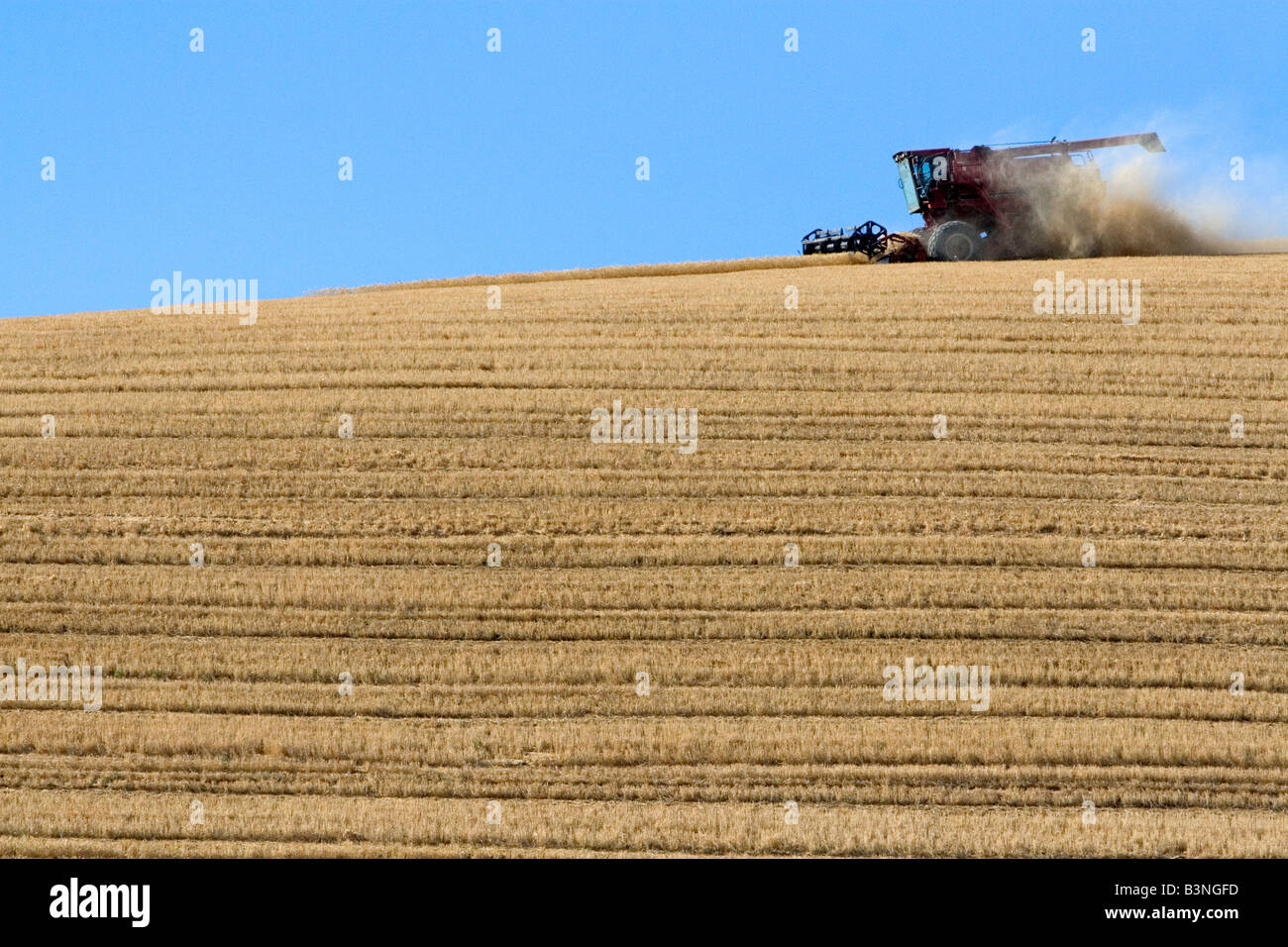 Kombinieren Sie ernten reifen Weizen in Eastern Washington Stockfoto