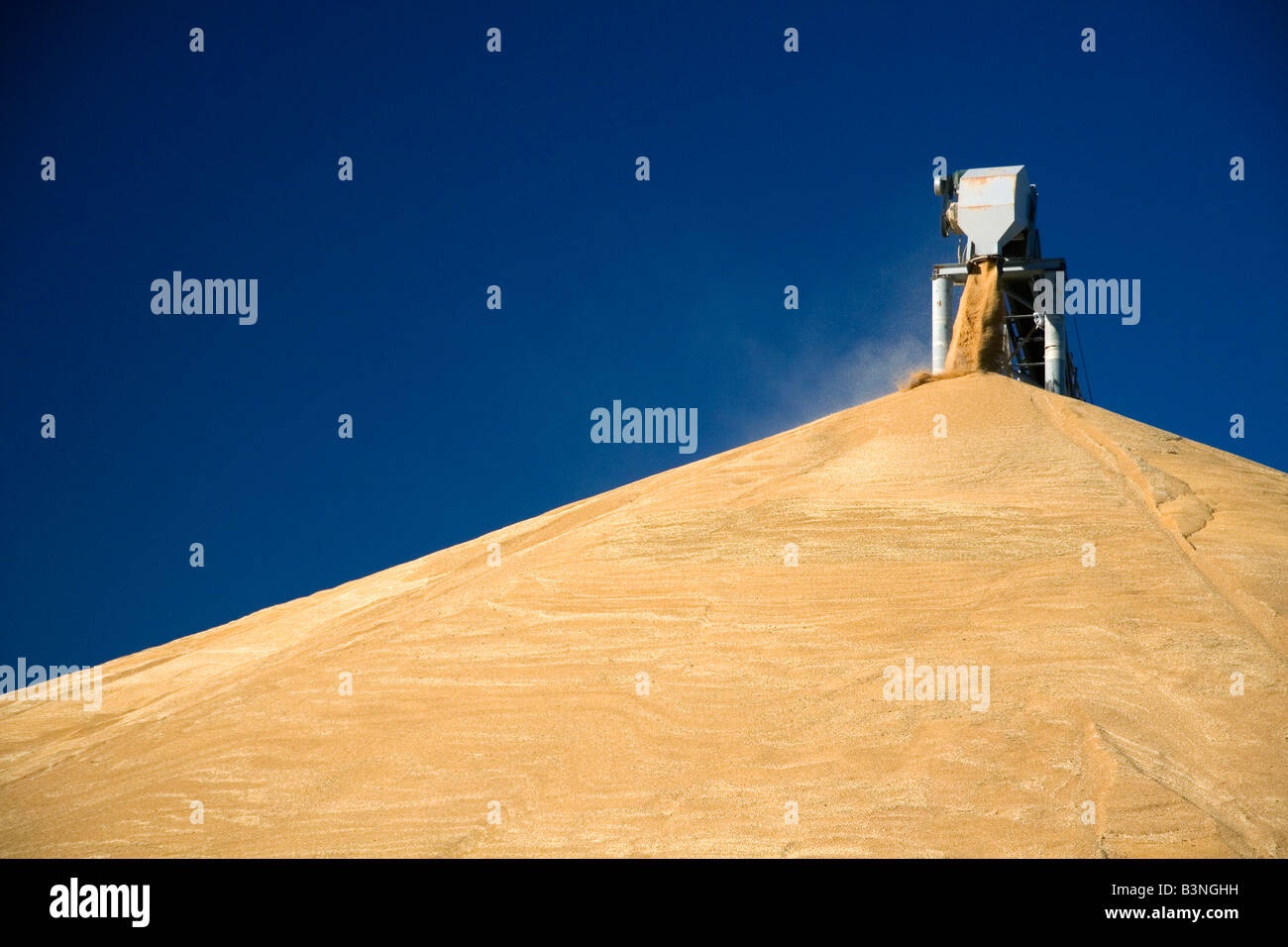 Große Haufen von geernteten Weizen an Pasco, Washington Stockfoto
