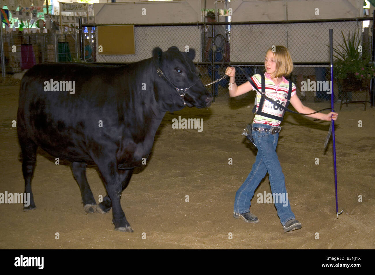 Girl zeigt eine Black Angus Kuh hob während 4 H nach zu urteilen, auf der westlichen Idaho Fair in Boise, Idaho Stockfoto