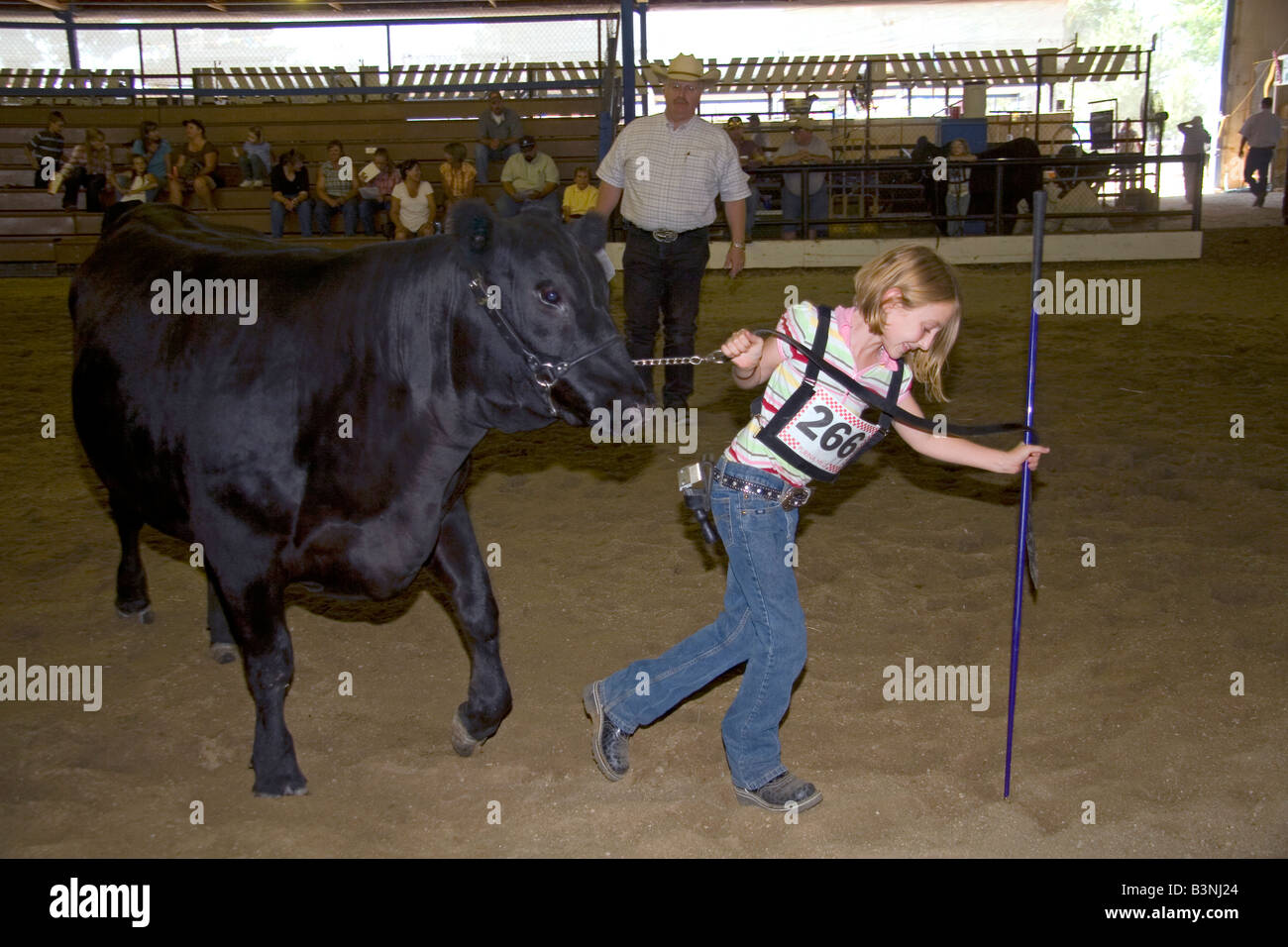 Girl zeigt eine Black Angus Kuh hob um 4 H Richter am Western Idaho Fair in Boise, Idaho Stockfoto